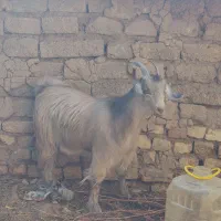 بز بزغاله بزماده بزنر بره میش قوچ|حیوانات مزرعه|ابریشم, |دیوار