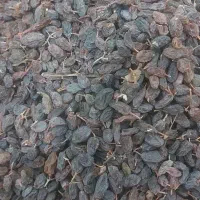 کشمش|خوردنی و آشامیدنی|اشنویه, |دیوار