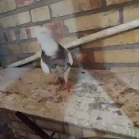 طوقی ماده  درج یک|پرنده|بندر ماهشهر, |دیوار