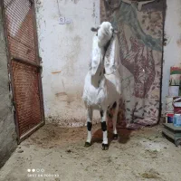 بز پاکستانی