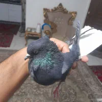 زاغ دم سفید کاکلی