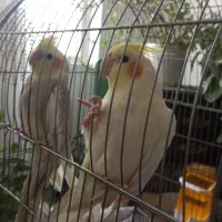 یک جفت عروس هلندی خانگی