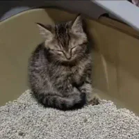 گربه با وسایلش