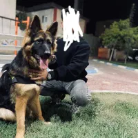 واگذاری ژرمن شولاین اصیل