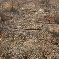 فروش یک قطعه باغ انار سند دار اول شهر|فروش زمین و ملک کلنگی|جوادآباد, |دیوار