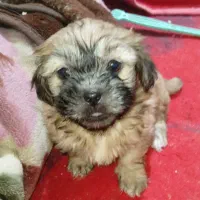 توله شیتزو|سگ|مسجد سلیمان, |دیوار