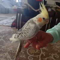 عروس هلندی نر|پرنده|مبارکه, |دیوار