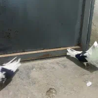 یه جفت کبوتر پشت سیاه گشیده