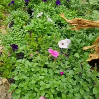 فروش گل اطلسی