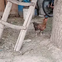 مرغ