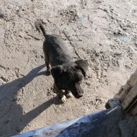 پاکوتاه فیندو