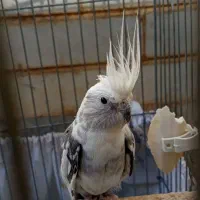 عروس هلندی ماده البینو دوکت مولد کارداده رنگخاص|پرنده|کوهدشت, |دیوار