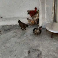 جوجه لهستانی