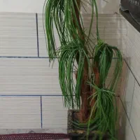 وسایل خانه|بخاری، هیتر، شومینه|مسجد سلیمان, |دیوار