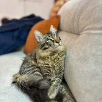 گربه میکس نر جهت جفت گیری