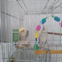 یک جفت عروس هلندی