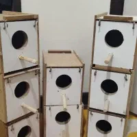 لانه برای فنچ و کوتوله