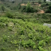 فروش ویژه ی زمین در سوادکوه شهر زیراب|فروش زمین و ملک کلنگی|زیرآب, |دیوار