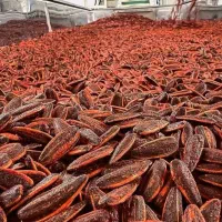 تخمه آفتاب گردان خارجی وارداتی