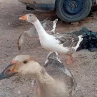 قوغاز