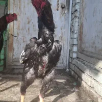 خروس لاری اوشامو