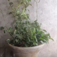 گل پتوس|گل و گیاه طبیعی|شیراز, اکبر آباد|دیوار
