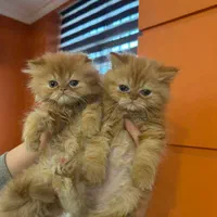 گربه پرشین (سوپرفلت/عروسکی) همه رنگها|گربه|رشت, گلسار|دیوار