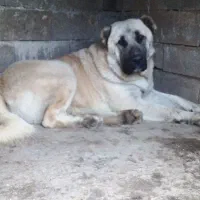 فروش فوری سگ سرابی از نصل بز