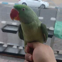 جوجه شاه طوطی نر به شرط
