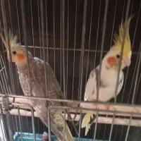 جفت عروس هلندی مولد