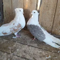 دوبالی درشت