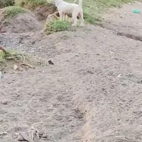 وا گذاری پاکوتاه|سگ|خوی, |دیوار