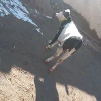 سه عدد گوساله سیمینتال