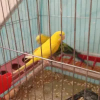 یک جفت مرغ عشق با چاهارتا جوجه|پرنده|فسا, |دیوار