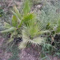 فروش گل پالم واشنگتنی|گل و گیاه طبیعی|رشت, گلسار|دیوار