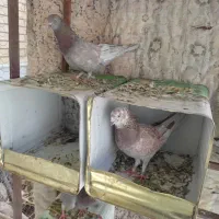 کفتر پرشی و زینتی|پرنده|اردکان, |دیوار