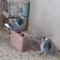 بدرنگ سبز پلنگ