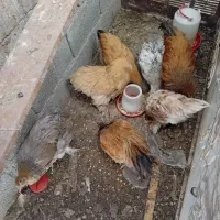 مرغ و خروس برهما|حیوانات مزرعه|جیرفت, |دیوار