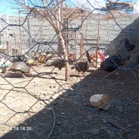 بوقلمون ماده