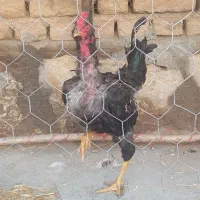 خروس لاری پر مرغی