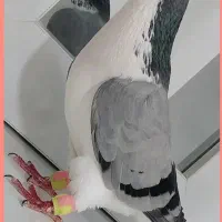کفتر گم شده