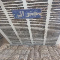 کولرابی