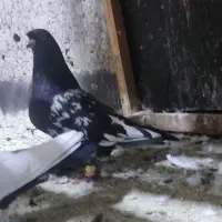 کفتر|پرنده|شیراز, کیان آباد|دیوار