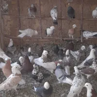 تعداد ۴۰جفت شازده وابلغ وسبز وهما|پرنده|مبارکه, |دیوار