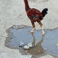 خ ر و. س|حیوانات مزرعه|زهک, |دیوار