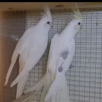 اجاره-مغازه