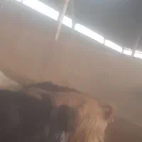 سلام ۸رس بز موجود