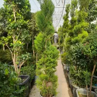 باغبانی سمپاشی کود دهی هرس کاری