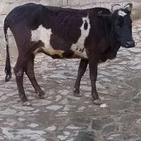 گاو با گوساله نر