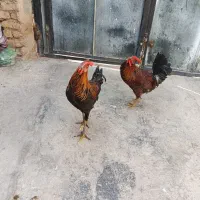 دوعددمرغ دوعددخروس محلی اصل|حیوانات مزرعه|مرودشت, محمد آباد|دیوار